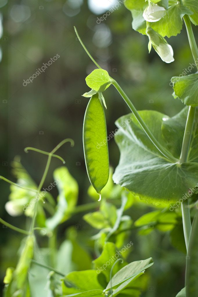 Peas vine Stock Photo by ©noblige 1136317