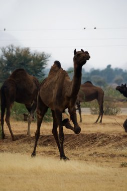 Hindistan'da deve ile berabere kalan bacakları