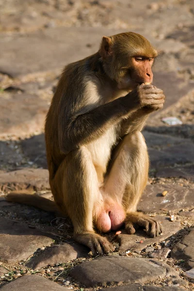 stock image Monkey in Pink City Jaipur, India