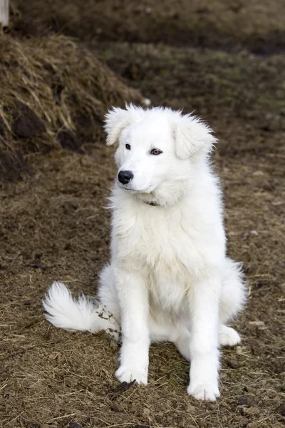 Snowy white beautiful puppy dog — Stock Photo, Image