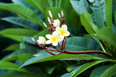 Frangipani tropik çiçekler