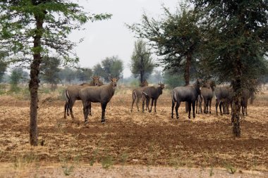 Çölde altında nilgai antilop