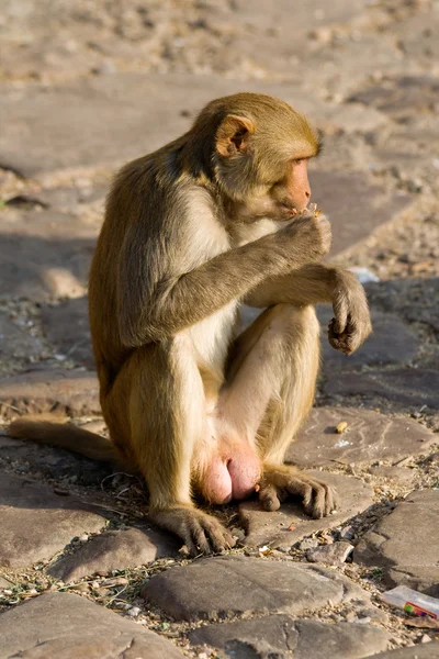 stock image Monkey in Pink City Jaipur, India