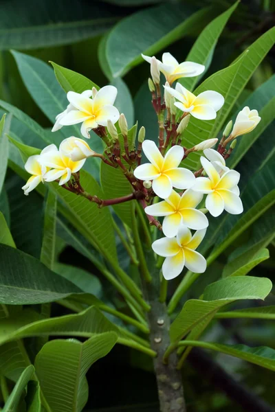 Frangipani (plumeria) blommor Stockbild