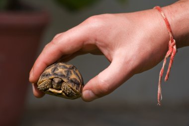 Baby Turtle clipart