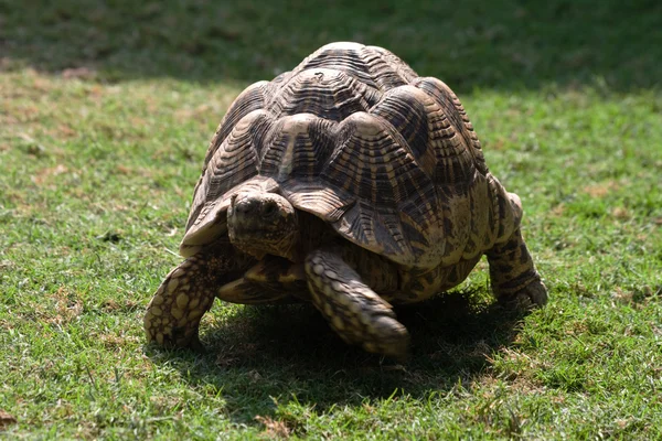 Big Turtle — Stock Photo, Image