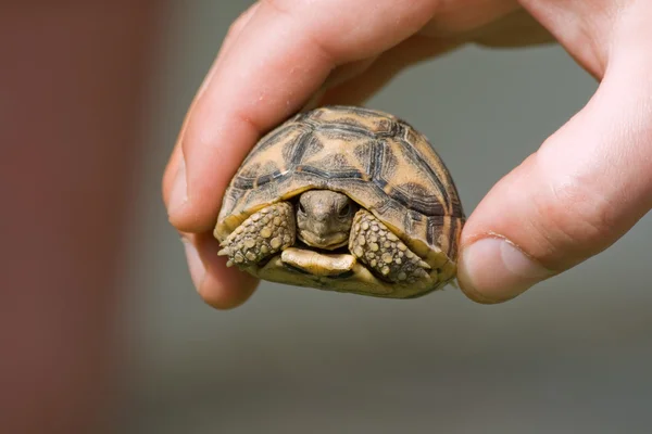 Bébé tortue dans une main Image En Vente