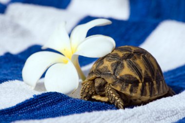 Baby Turtle With Tropic Flower clipart