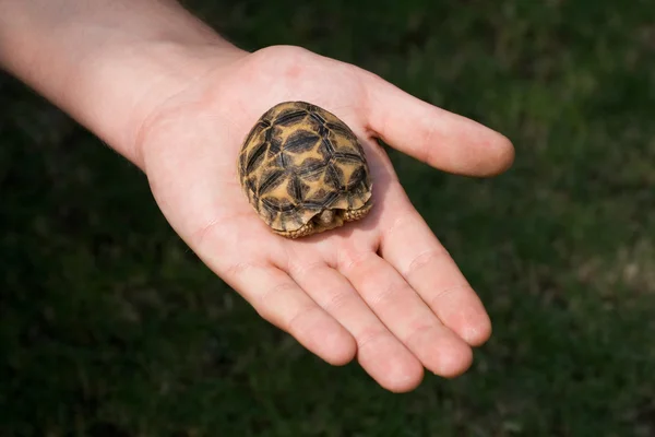 Baby sköldpadda på mänsklig hand — Stockfoto