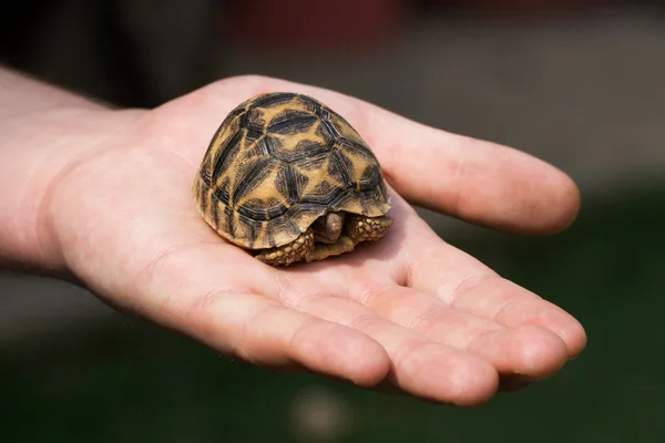 Bebek kaplumbağa üzerinde insan eli