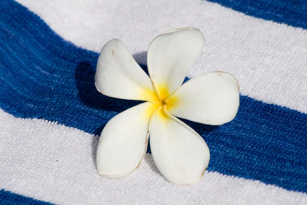 Frangipani tropikal çiçek