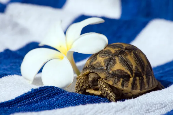 Baby turtle met tropische bloem Stockfoto
