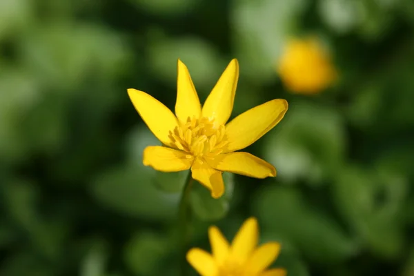 stock image Yellow flower