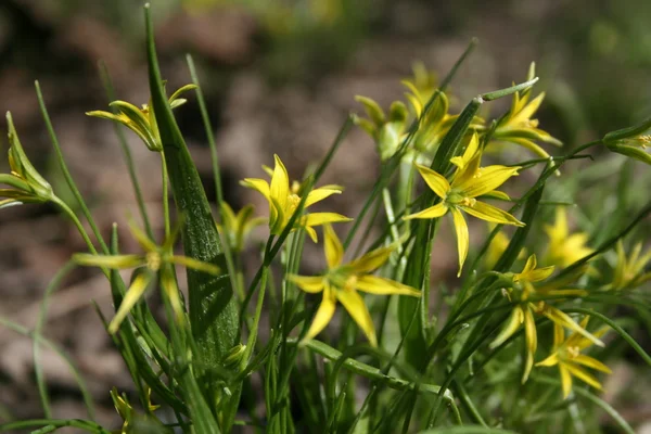 stock image Yellow flowers