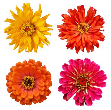 zinnia elegans topluluğu