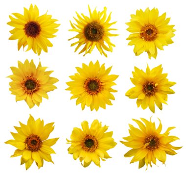 Sunflowers clipart