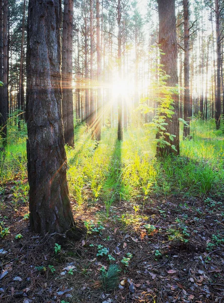 Solnedgång i skogen — Stockfoto