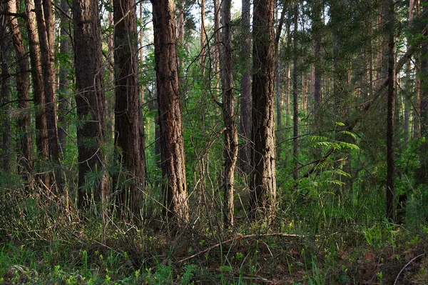 stock image Forest