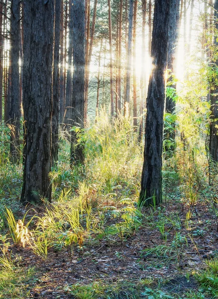 Zonsondergang in het bos — Stockfoto