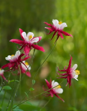 Aquilegia