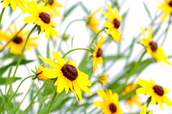 黄色金光菊 — 图库照片