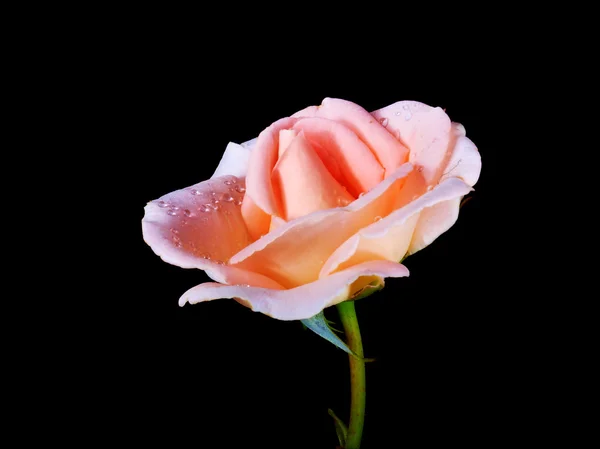 Uma rosa com gotas de orvalho — Fotografia de Stock