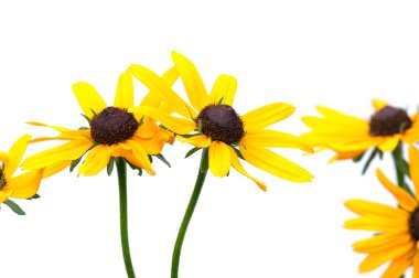 Sarı rudbeckia