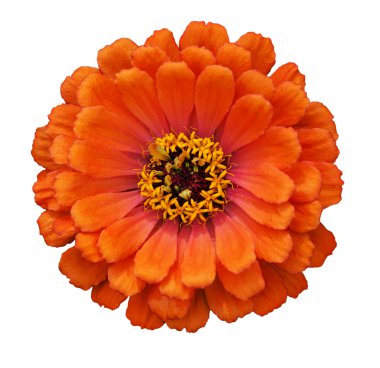 Zinnia elegans