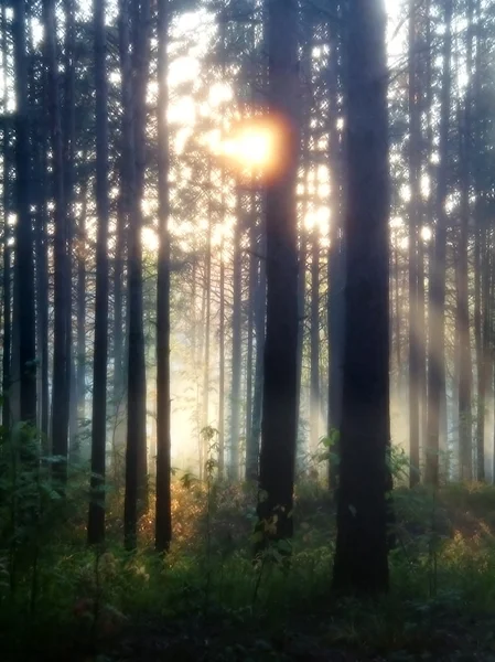 stock image Mystery forest