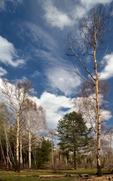 Forest — Stock Photo, Image