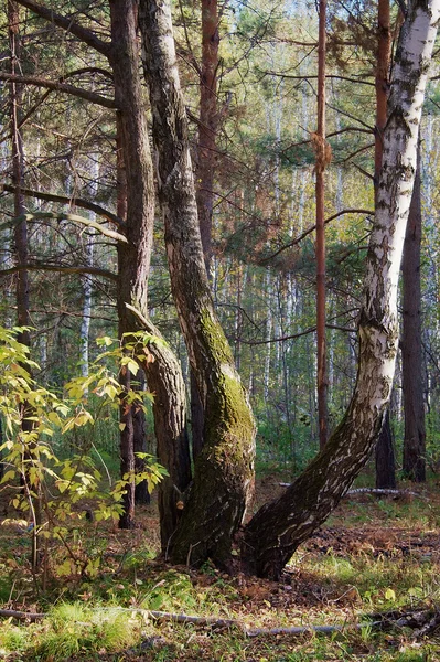 Δάση — Φωτογραφία Αρχείου