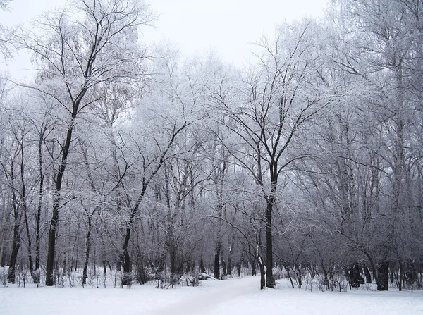 Donmuş ormanda — Stok fotoğraf