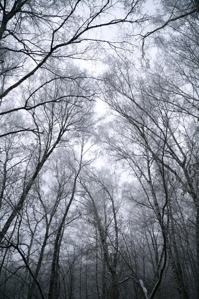 Bevroren woods — Stockfoto