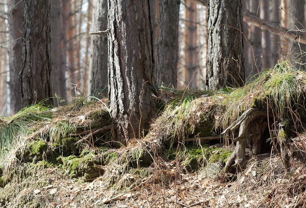 stock image Forest