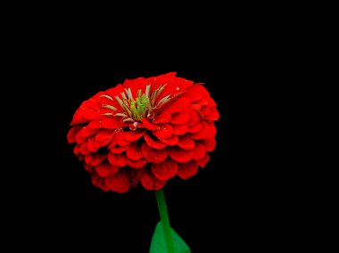 Zinnia elegans