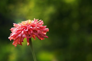 Zinnia elegans