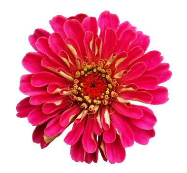 Zinnia elegans