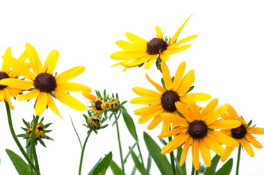 Yellow rudbeckia clipart