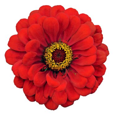 Zinnia elegans