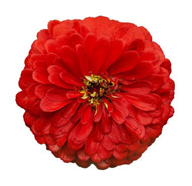 Zinnia elegans