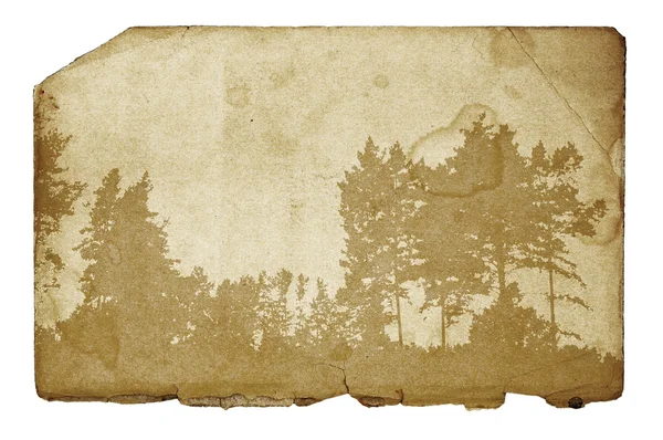 Forest illustration on grunge background — Stock Photo, Image