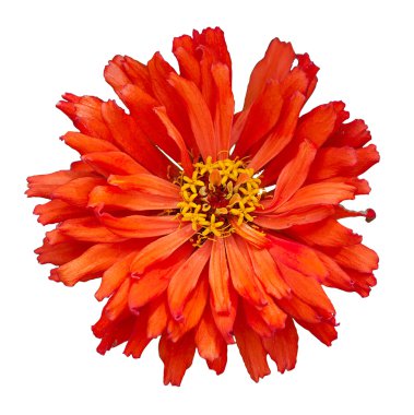 Zinnia elegans