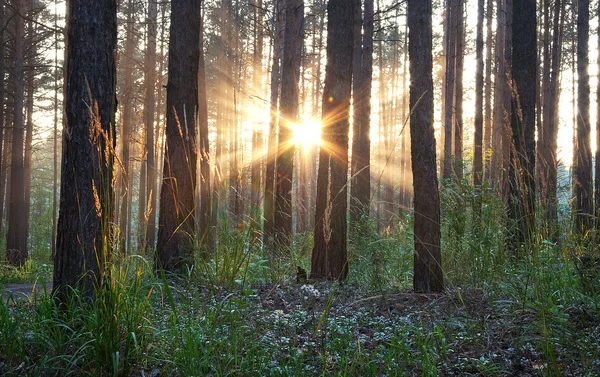 Západ slunce v lese — Stock fotografie