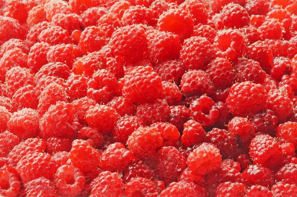 stock image Red Raspberries