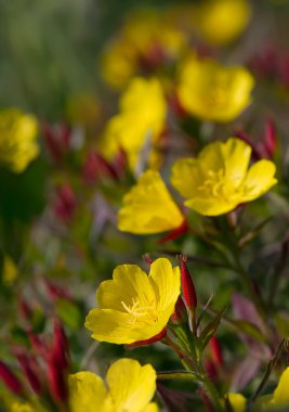 Oenothera