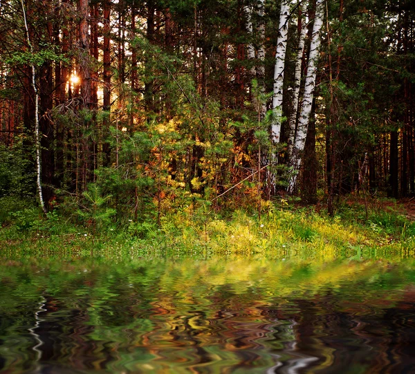 Ormandaki göl günbatımı — Stok fotoğraf