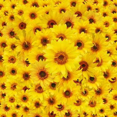 Sunflowers clipart