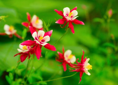 Aquilegia