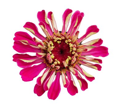 Zinnia elegans