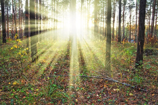 Puesta de sol en el bosque — Foto de Stock